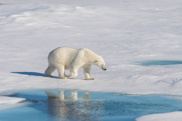 Oso polar en el paquete de hielo
 - Foto, Imagen