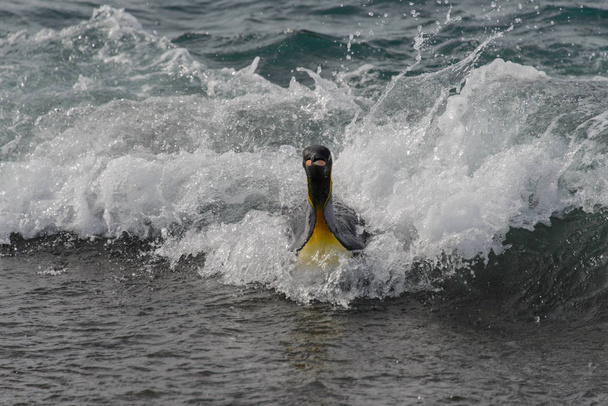 海から行く王ペンギン - 写真・画像
