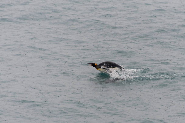 Pingüinos rey nadando en el agua
 - Foto, Imagen