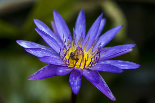 Bees flying in the purple lotus blooming. - Фото, изображение