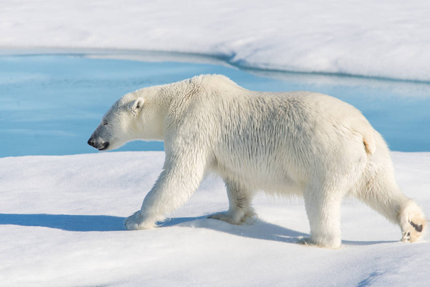 Oso polar en el paquete de hielo
 - Foto, Imagen