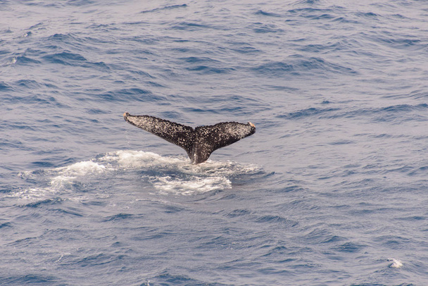 Hosszúszárnyú bálna farka a tengeren - Fotó, kép