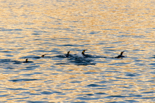 Kuningas pingviinit uivat meressä
 - Valokuva, kuva