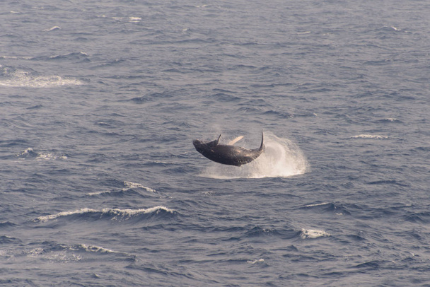 Aleta de ballena jorobada en el mar
 - Foto, Imagen