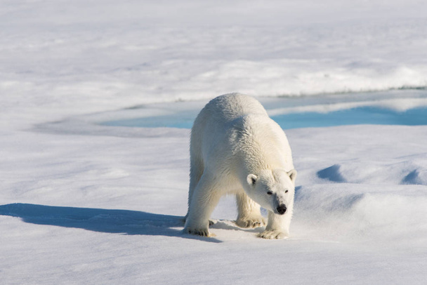 Urso polar na embalagem de gelo
 - Foto, Imagem