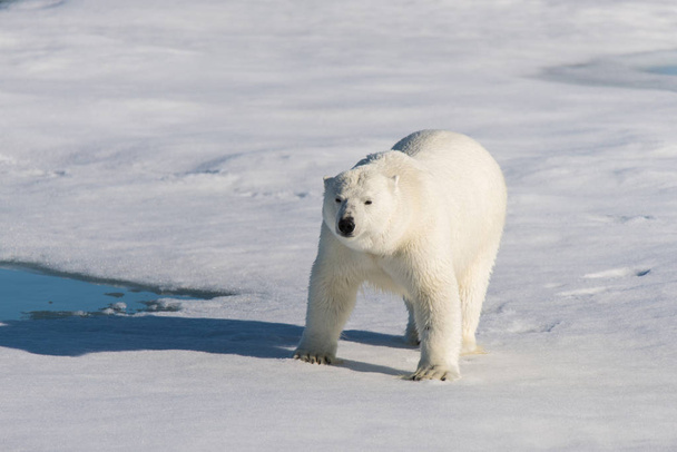 Полярний ведмідь на льоду
 - Фото, зображення