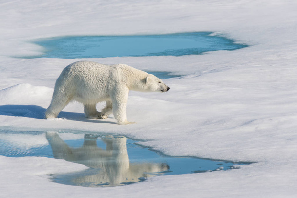 Urso polar na embalagem de gelo
 - Foto, Imagem