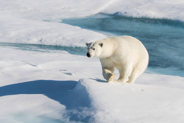 Πολική αρκούδα στον πάγο πακέτο - Φωτογραφία, εικόνα