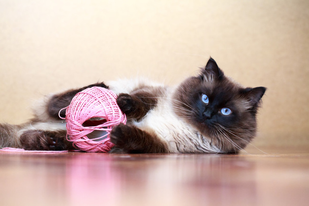 Colorpoint macska - Fotó, kép