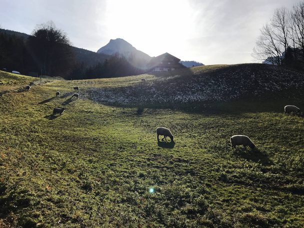 Rebaño de ovejas en el campo verde
 - Foto, Imagen