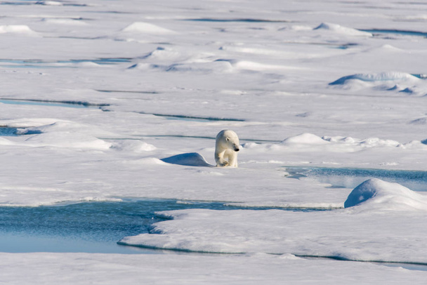 パック氷のシロクマ - 写真・画像