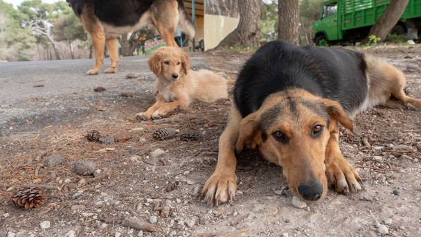 harhailevat koirat Zakynthosin ratsuissa, Kreikka
 - Valokuva, kuva