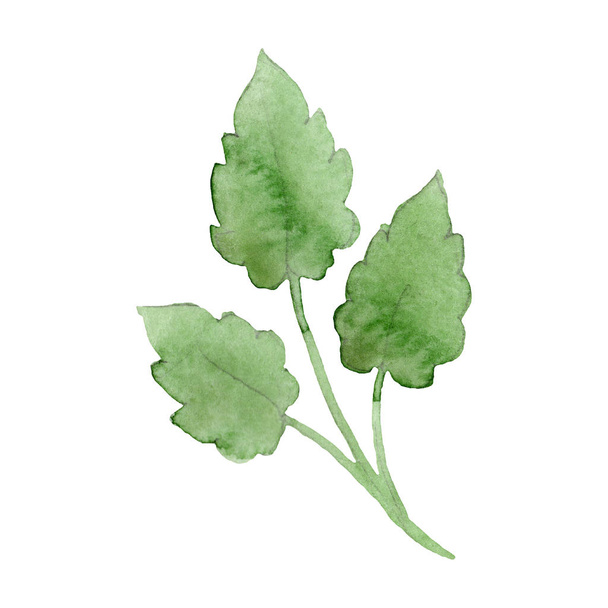 美しい緑の蓮の葉は 白で隔離 水彩画背景イラスト 水彩の図面ファッション アクワレルの孤立した蓮の葉の図要素 ロイヤリティフリー写真 画像素材