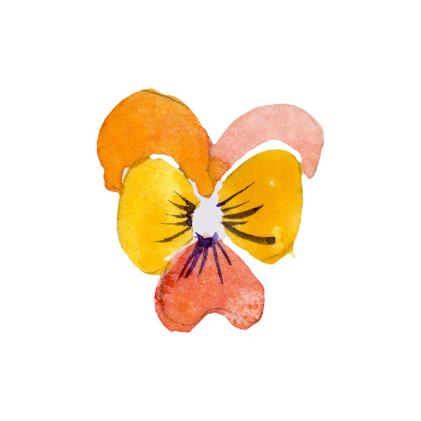 オレンジのビオラ。花植物の花。水彩画背景イラスト セット。孤立したパンジーの図要素. - 写真・画像
