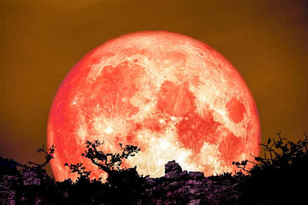blood moon back over plant and tree on cliff night sky, Elements of this image furnished by NASA - Photo, Image