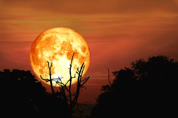 luna llena de sangre de nuevo sobre el árbol rama silueta en el campo en el cielo de la noche, elementos de esta imagen proporcionada por la NASA
 - Foto, imagen
