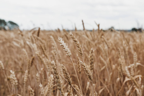 小麦畑は、選択と集中の低角度のビュー. - 写真・画像
