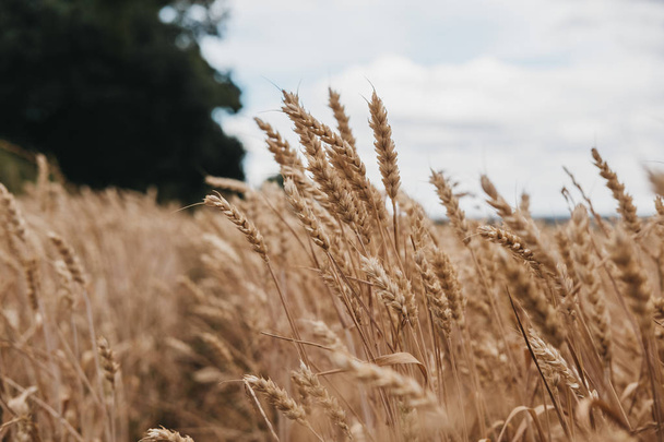 Вид на низький кут поля пшениці, селективний фокус
. - Фото, зображення