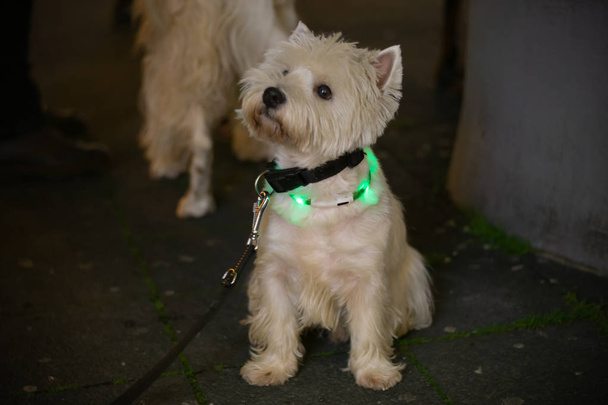 West Highland White Terrier con collar de luz verde
 - Foto, Imagen