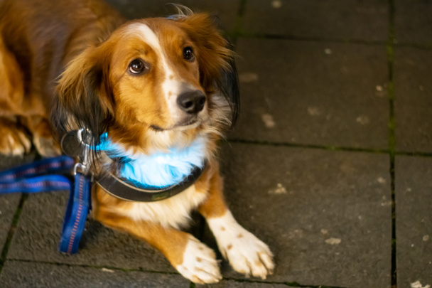 Sevimli küçük köpek kira kontratı ve ışık yaka ararken - Fotoğraf, Görsel
