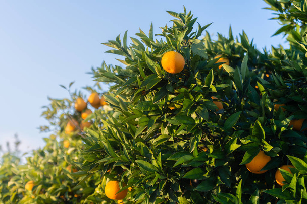 Κήπος των πορτοκαλιών. Λεπτομέρεια από τα πορτοκάλια στο δέντρο. Ισπανικά φρούτα - Φωτογραφία, εικόνα