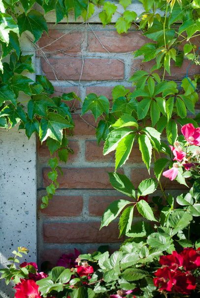 Feuilles vertes d'une plante grimpante de raisin sur un fond de murs de briques rouges, et fleurs de roses sauvages rouges, un buisson par une journée ensoleillée, printemps chalet repos beauté
 - Photo, image