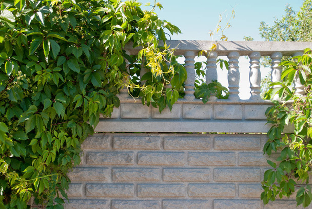 Hojas verdes de una planta trepadora de uvas inmaduras sobre un fondo de paredes de ladrillo gris, pilares de valla, cielo azul en un día soleado, belleza de descanso de cabaña de primavera
 - Foto, Imagen
