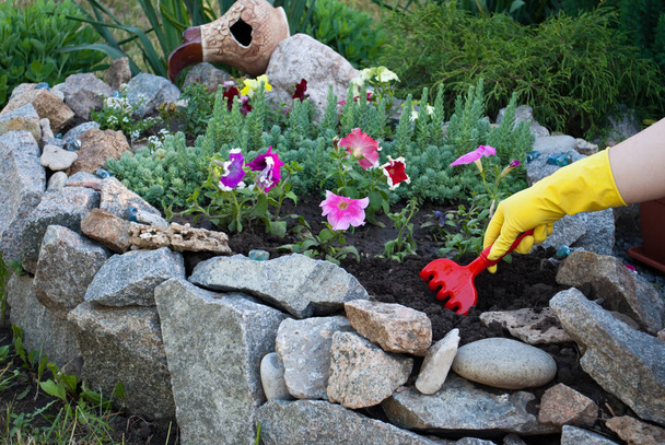 Rode kunststof harken in handen in gele rubberen handschoenen, voorjaar werk op het terrein uitbaggeren, losraken van de planten bloemen tegen een bed van natuursteen, petunia bloemen, gras zonnige dag voorjaar rest schoonheid - Foto, afbeelding