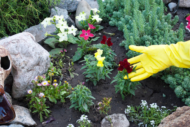Las manos en guantes de goma amarilla sostienen un retoño de flores, trabajos de primavera en el suelo, aflojando la plantación contra el fondo de una cama de piedra natural, hierba verde día soleado primavera descanso belleza
 - Foto, imagen