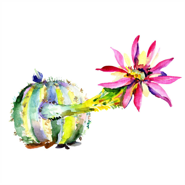 Green cactus with flower. Watercolour drawing fashion aquarelle isolated. Isolated cacti illustration element. - Fotoğraf, Görsel