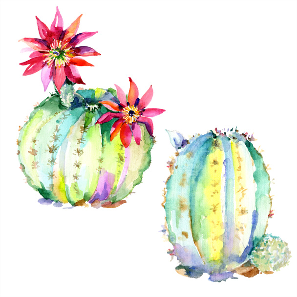 Green cactuses with flowers. Watercolour drawing fashion aquarelle isolated. Isolated cacti illustration element. - Zdjęcie, obraz