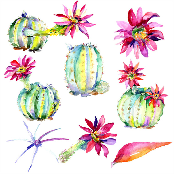 Green cacti with pink flowers. Watercolor illustration set.  - Φωτογραφία, εικόνα