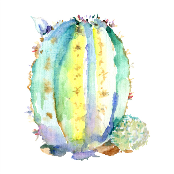 Green cactus plant. Watercolor isolated illustration element. - Φωτογραφία, εικόνα