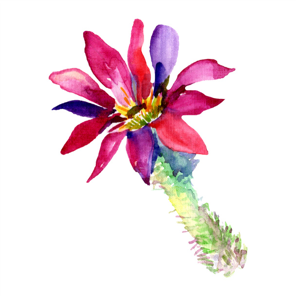 Green cactus with pink flower. Isolated watercolor illustration element. - Фото, изображение