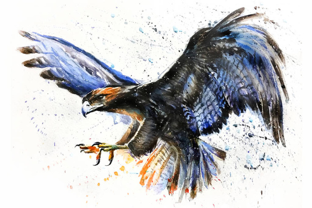 Águia aquarela pintura pássaros caçador predador vida selvagem
 - Foto, Imagem