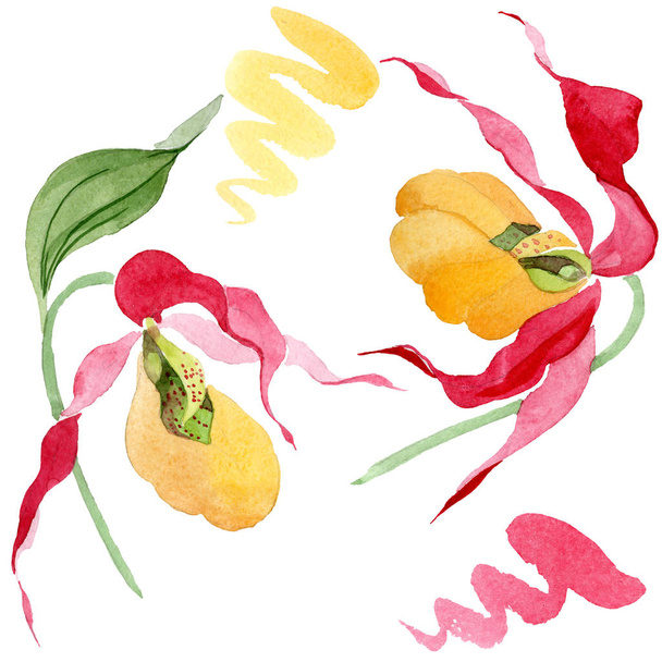 senhora chinelo orquídeas aquarela ilustração conjunto isolado no branco
 - Foto, Imagem