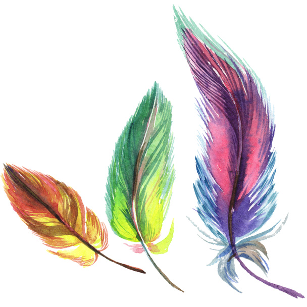 Colorful watercolor feathers isolated on white illustration elements. - Фото, изображение