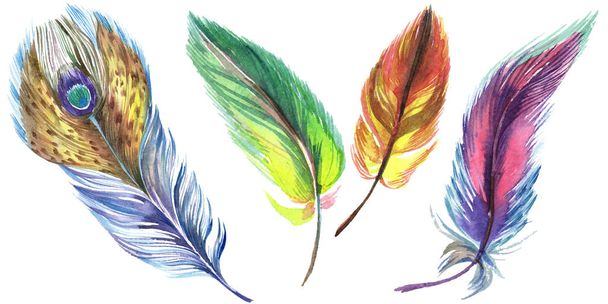 Colorful watercolor feathers isolated on white illustration elements. - Photo, Image