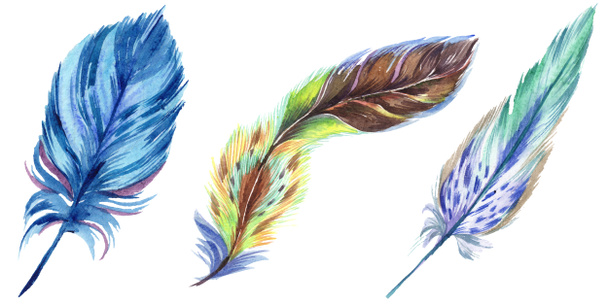 Colorful watercolor feathers isolated on white illustration elements. - Foto, Imagem