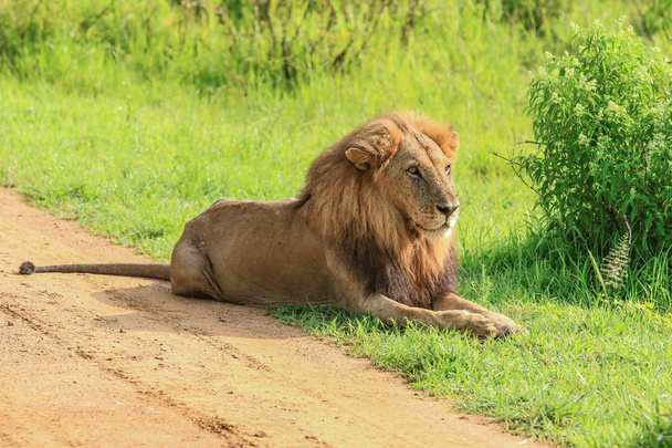 Großer Löwe lehnt auf der Straße, mikumi Nationalpark, Tansania - Foto, Bild