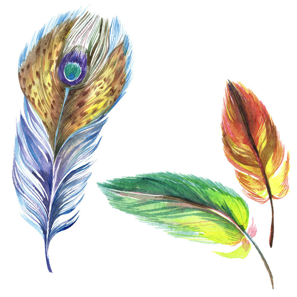 Colorful feathers. Watercolor bird feather from wing isolated. Aquarelle feather for background, texture, wrapper pattern, frame or border. Isolated feather illustration element. - 写真・画像
