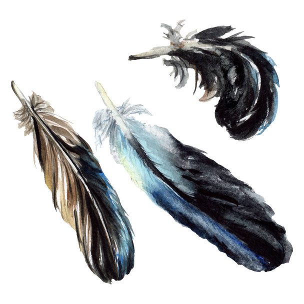 Black feathers watercolor drawing. Isolated illustration elements. - Valokuva, kuva