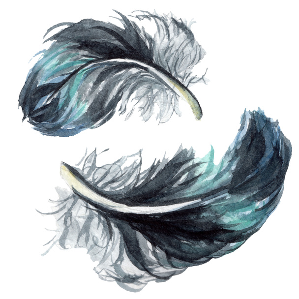 Black feathers watercolor drawing. Isolated illustration elements. - Фото, изображение