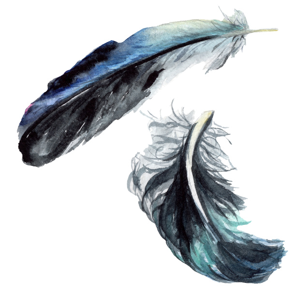 Black feathers watercolor drawing. Isolated illustration elements. - Foto, Bild