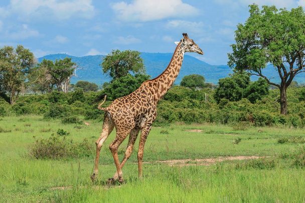Giraffen im mikumi Nationalpark, Tansania - Foto, Bild