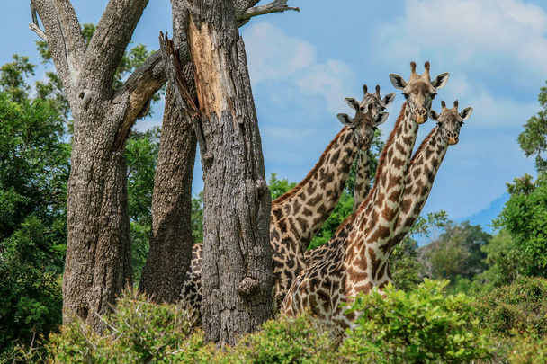 Жирафы в Национальном парке Микуми в Танзании
 - Фото, изображение