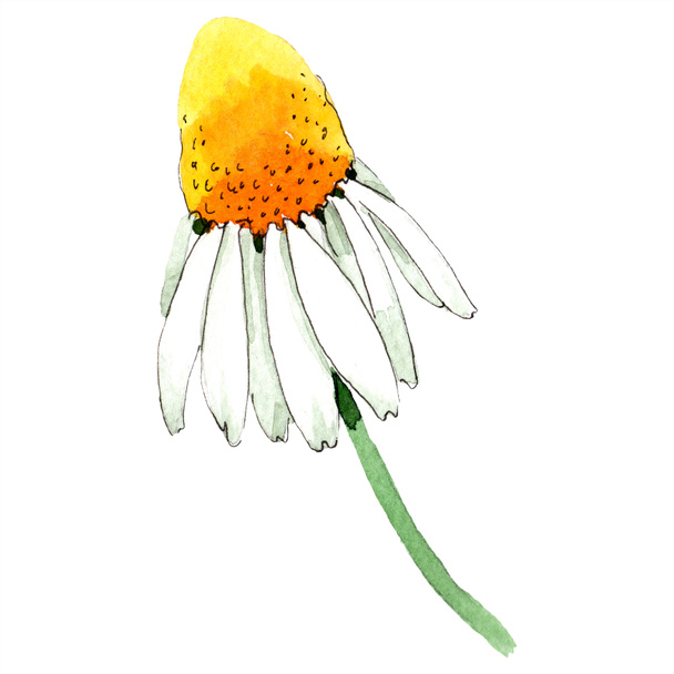 Chamomile flower. Spring white wildflower isolated. Watercolor background illustration set. Watercolour drawing fashion aquarelle isolated. Isolated chamomile illustration element. - Foto, imagen