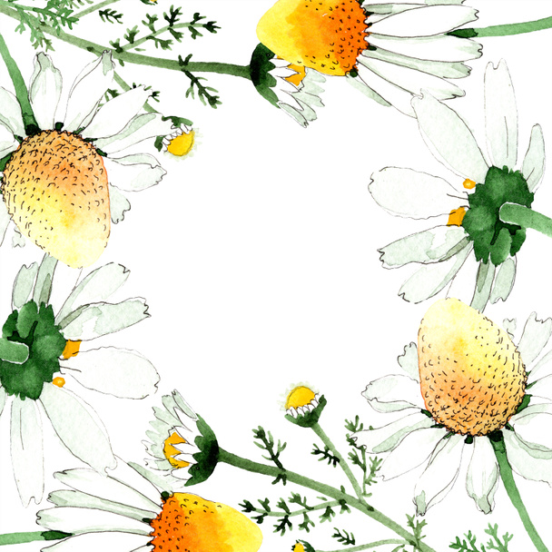 Wild spring Chamomile flowers. Watercolor background illustration set. Watercolour drawing fashion aquarelle isolated. Frame border - Foto, Imagem