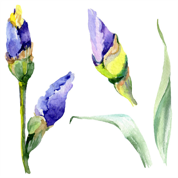Iris amarillo púrpura. Flores de primavera aisladas en blanco. Conjunto de ilustración de fondo acuarela. Acuarela dibujo moda aquarelle aislado
. - Foto, Imagen