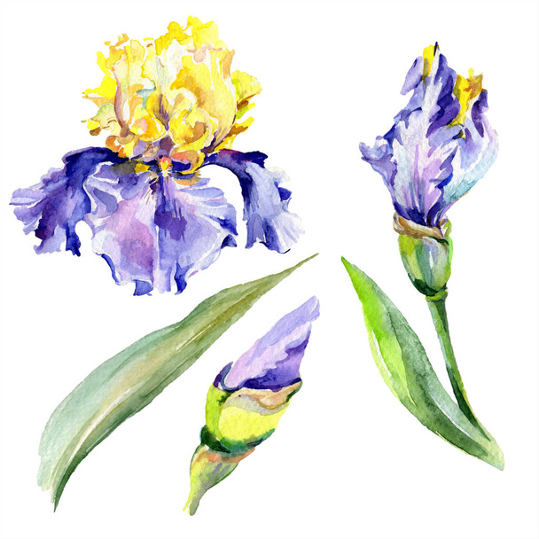 Purple yellow irises. Spring flowers isolated on white. Watercolor background illustration set. Watercolour drawing fashion aquarelle isolated. - Foto, afbeelding